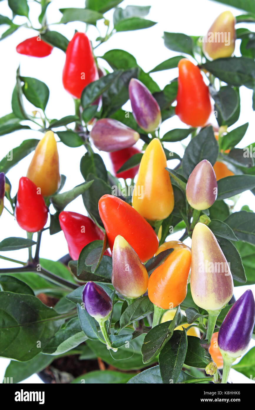 Pepper Tree Stock Photos & Pepper Tree Stock Images Alamy