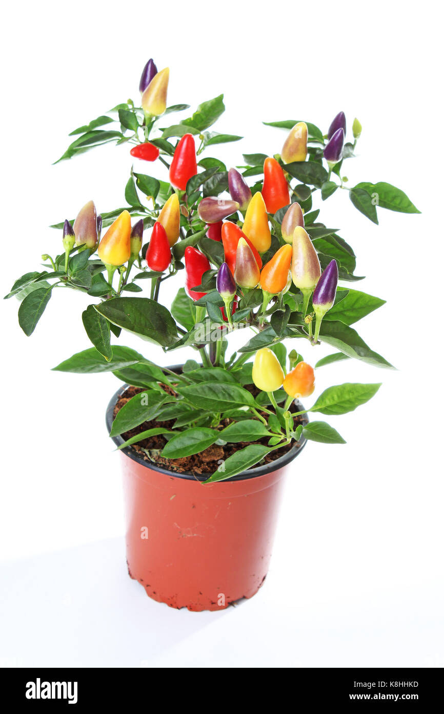 Tricolor chili pepper tree. Capsicum annuum Stock Photo Alamy