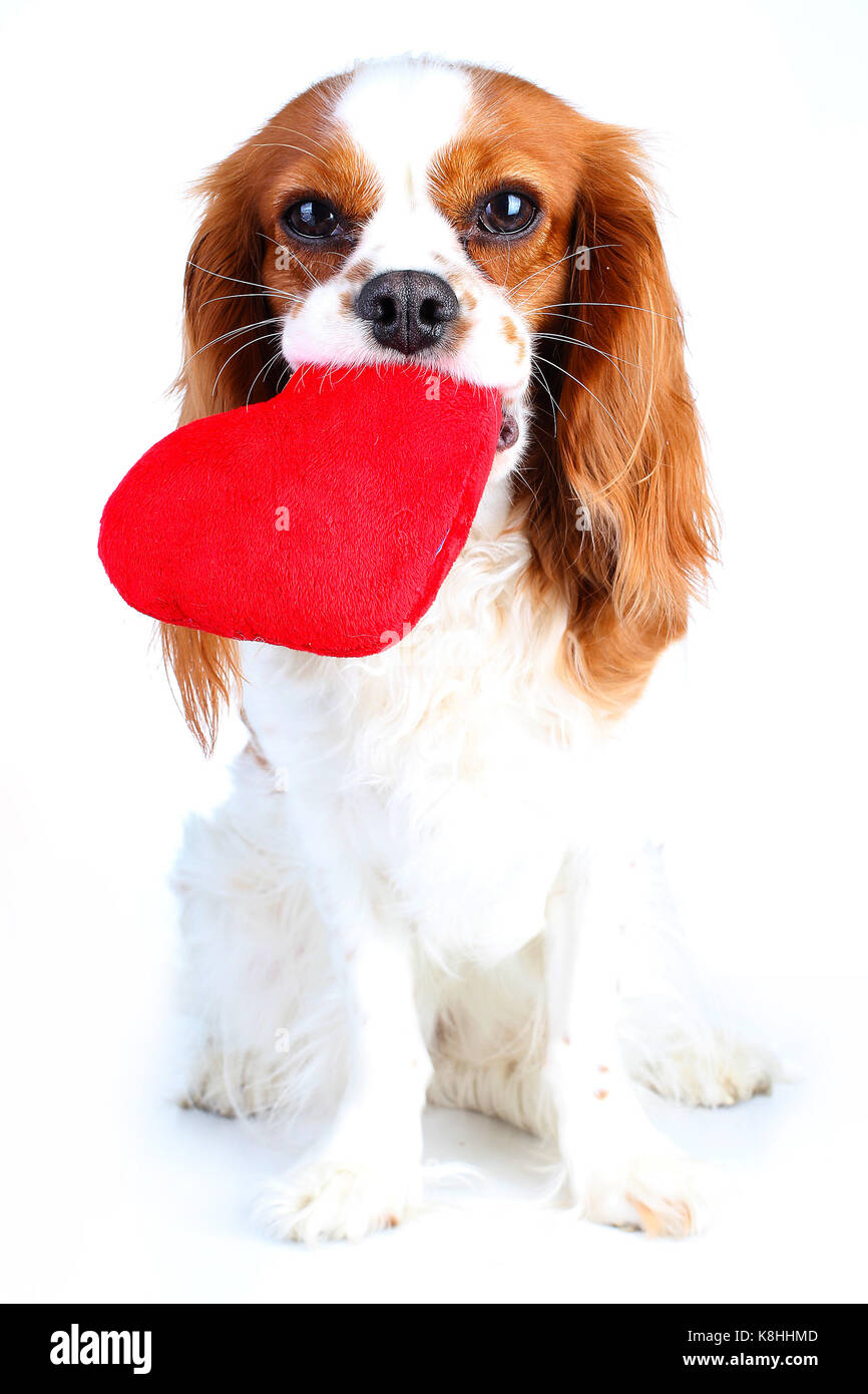Cute cavalier king charles spaniel puppy dog on isolated white studio background. Love animals. Dog holding love heart. Stock Photo