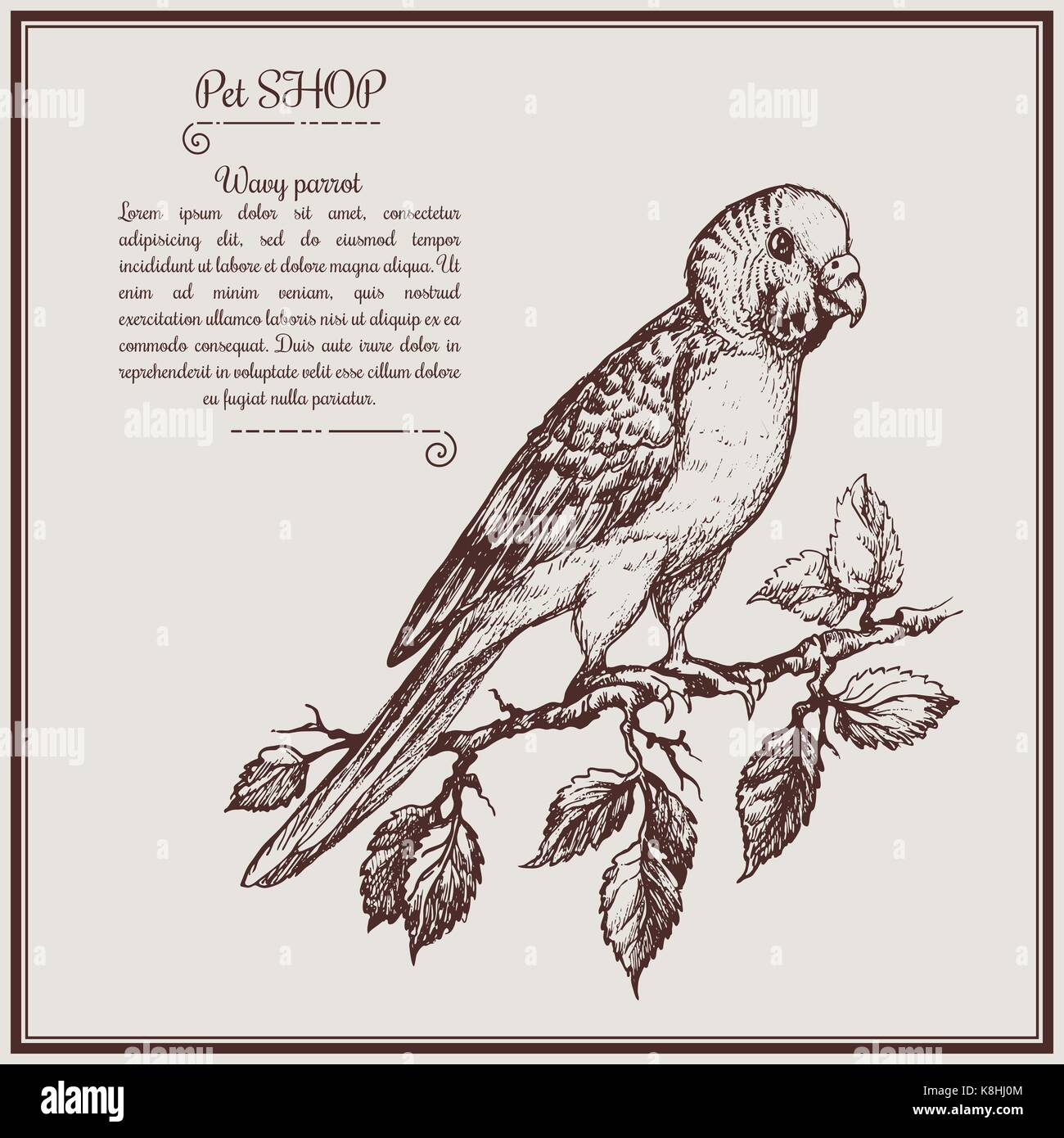 Secrets of the domestication of the hands of wavy parrots Secrets of the domestication of the hands of wavy parrots