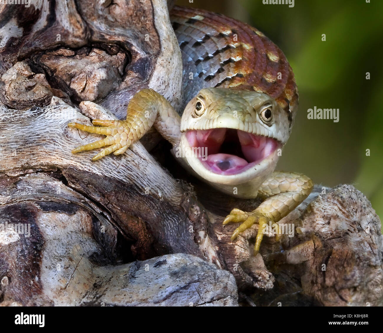 lizard with mouth open,alligator lizard as a threat Stock Photo