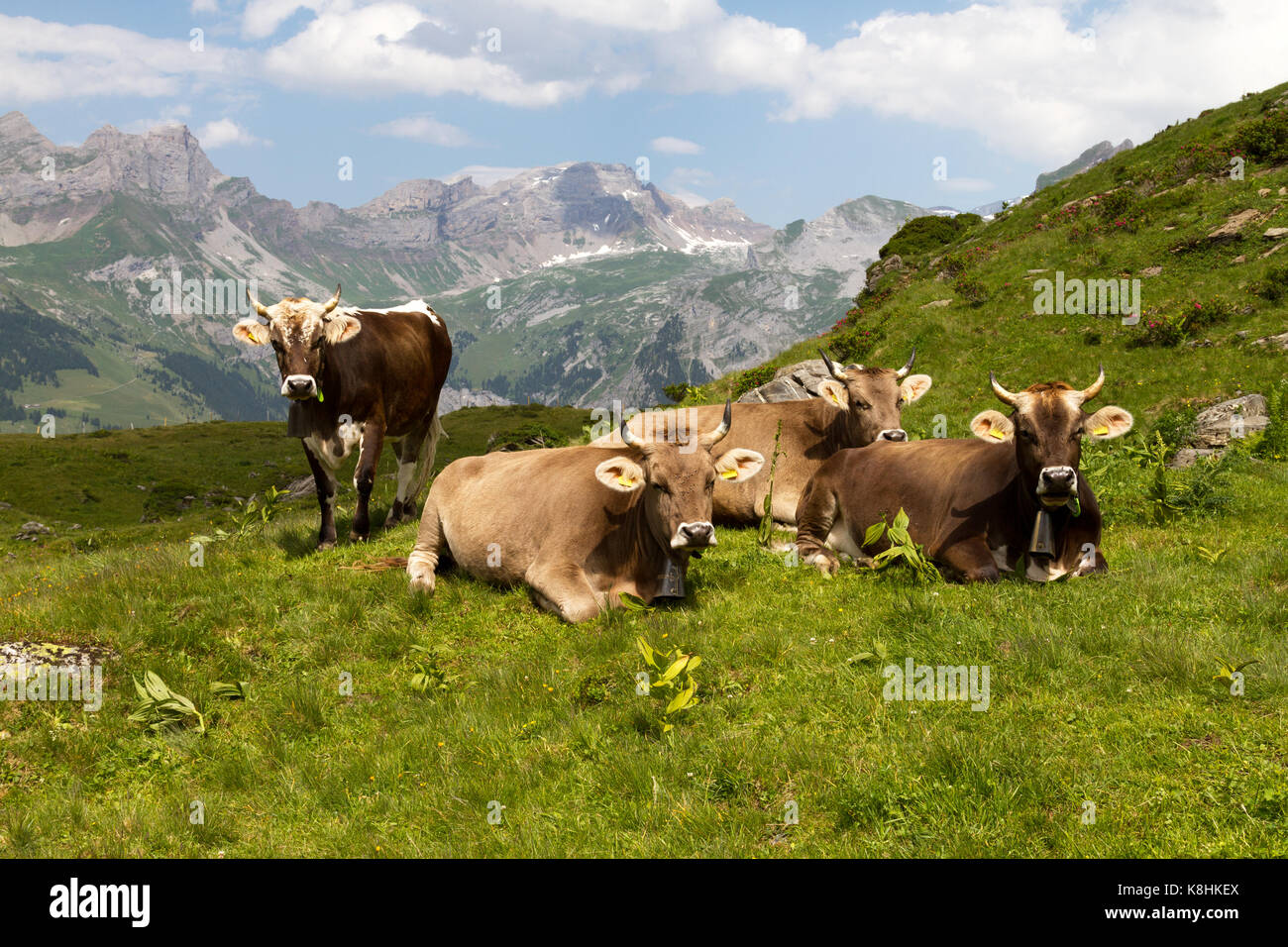 Swiss cows Stock Photo