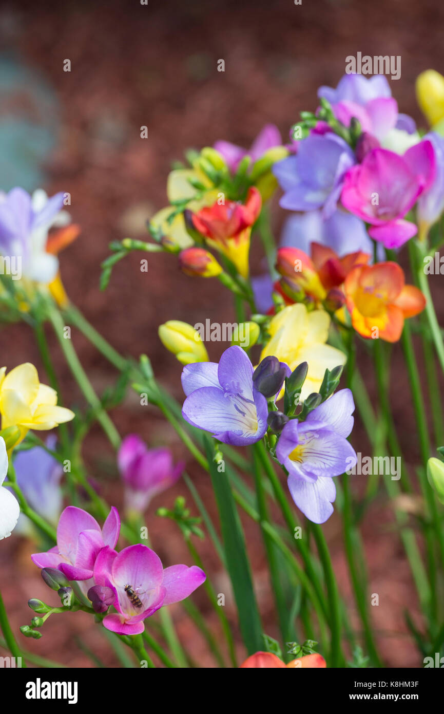 Freesia mixed flowers in a garden border. UK Stock Photo