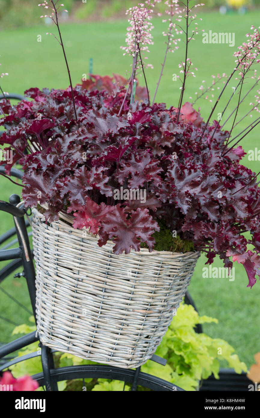 Heuchera ‘Black taffeta‘/ Coral Bells plants in a bicycle basket on a Nursery Display at the RHS Wisley autumn flower show. Surrey. UK Stock Photo