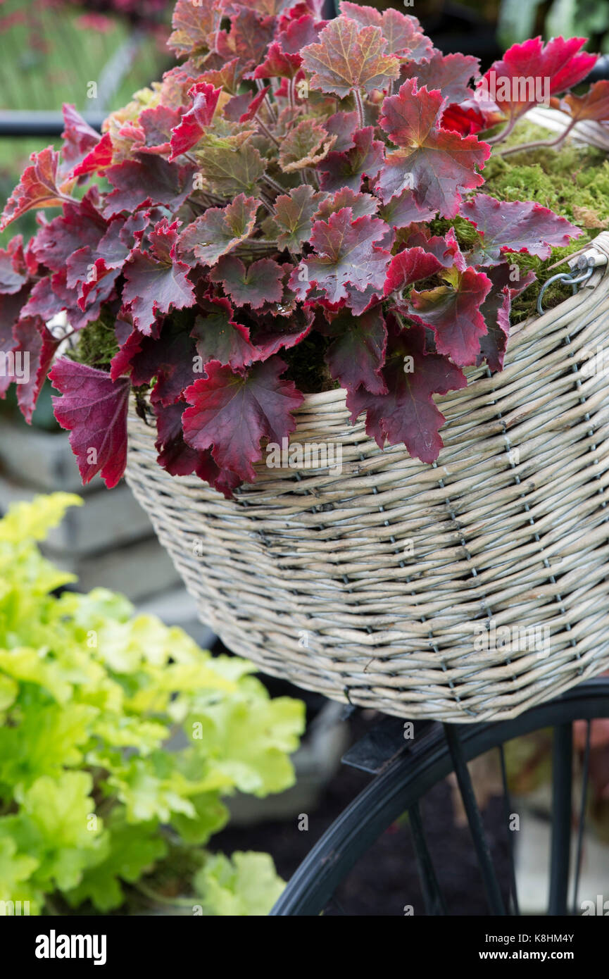 open lace back dress Shop Forever Red Heuchera | Shade Perennials