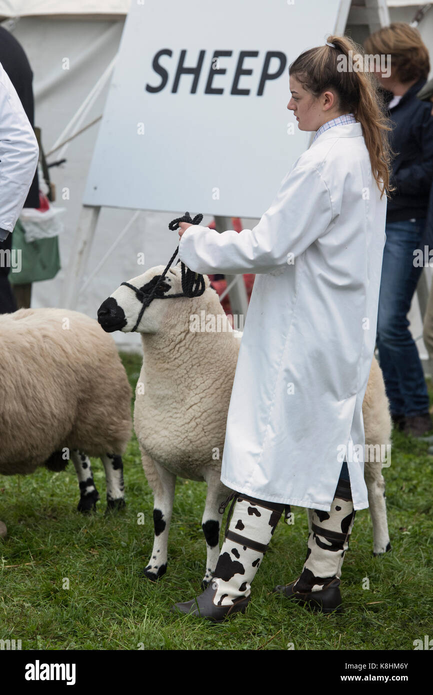 Ovis aries. Teenage girl, young farmer showing a Kerry Hill Ram at The Royal County of Berkshire show. Newbury, Berkshire. UK Stock Photo