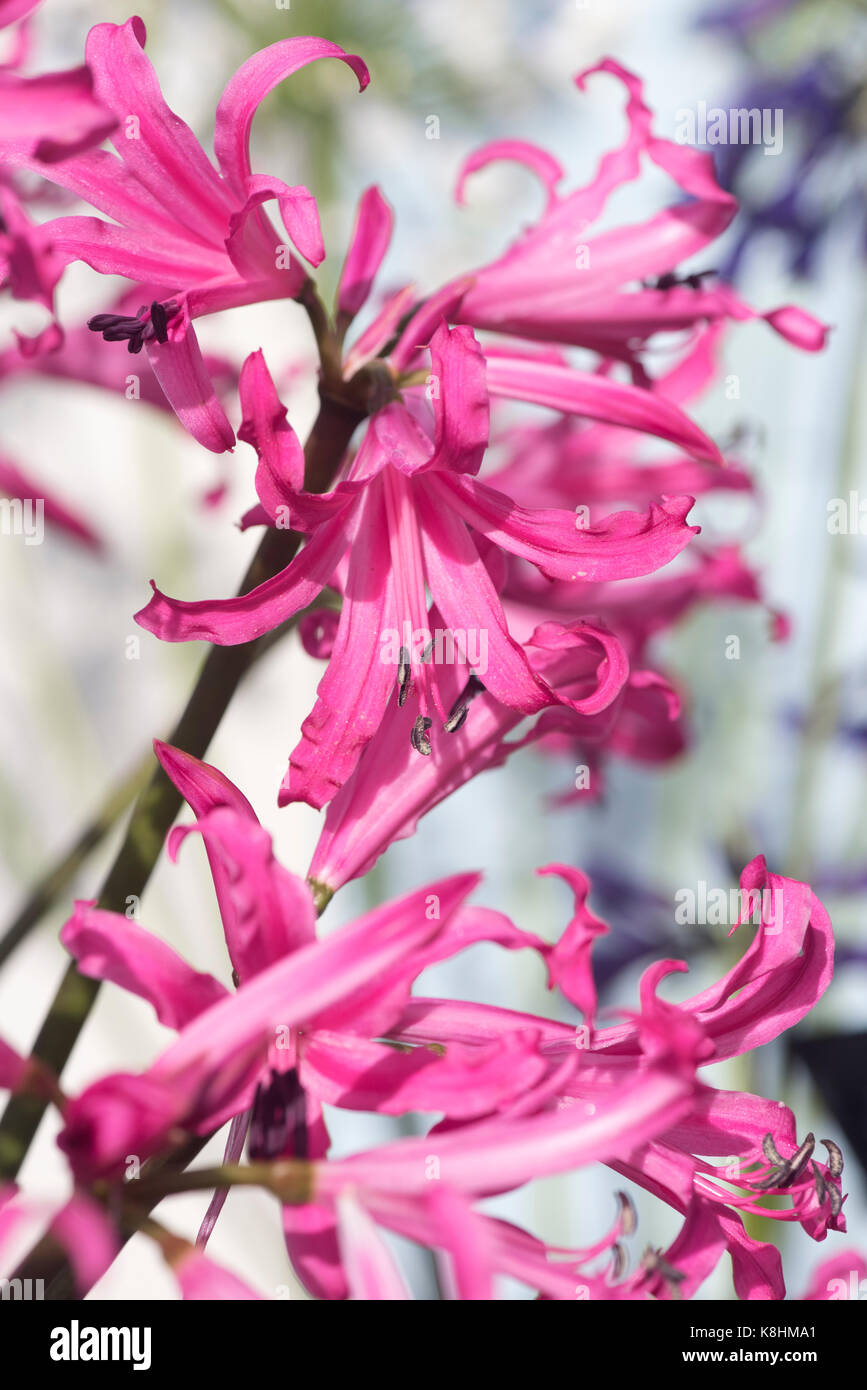 Nerine bowdenii. Bowden lily flowers in a display at RHS Wisley autumn