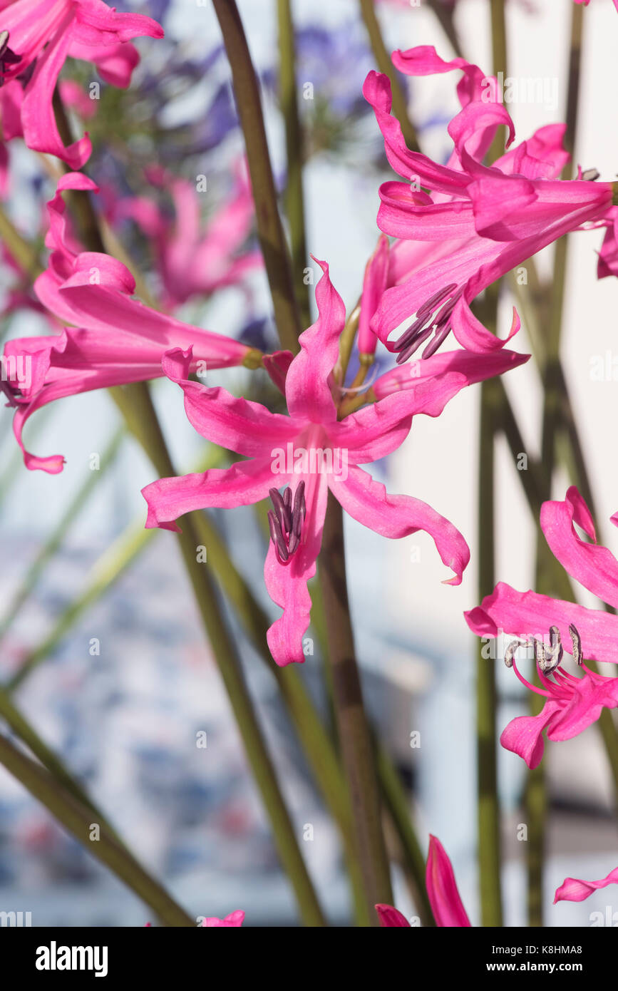 Pink bowden lily hires stock photography and images Alamy