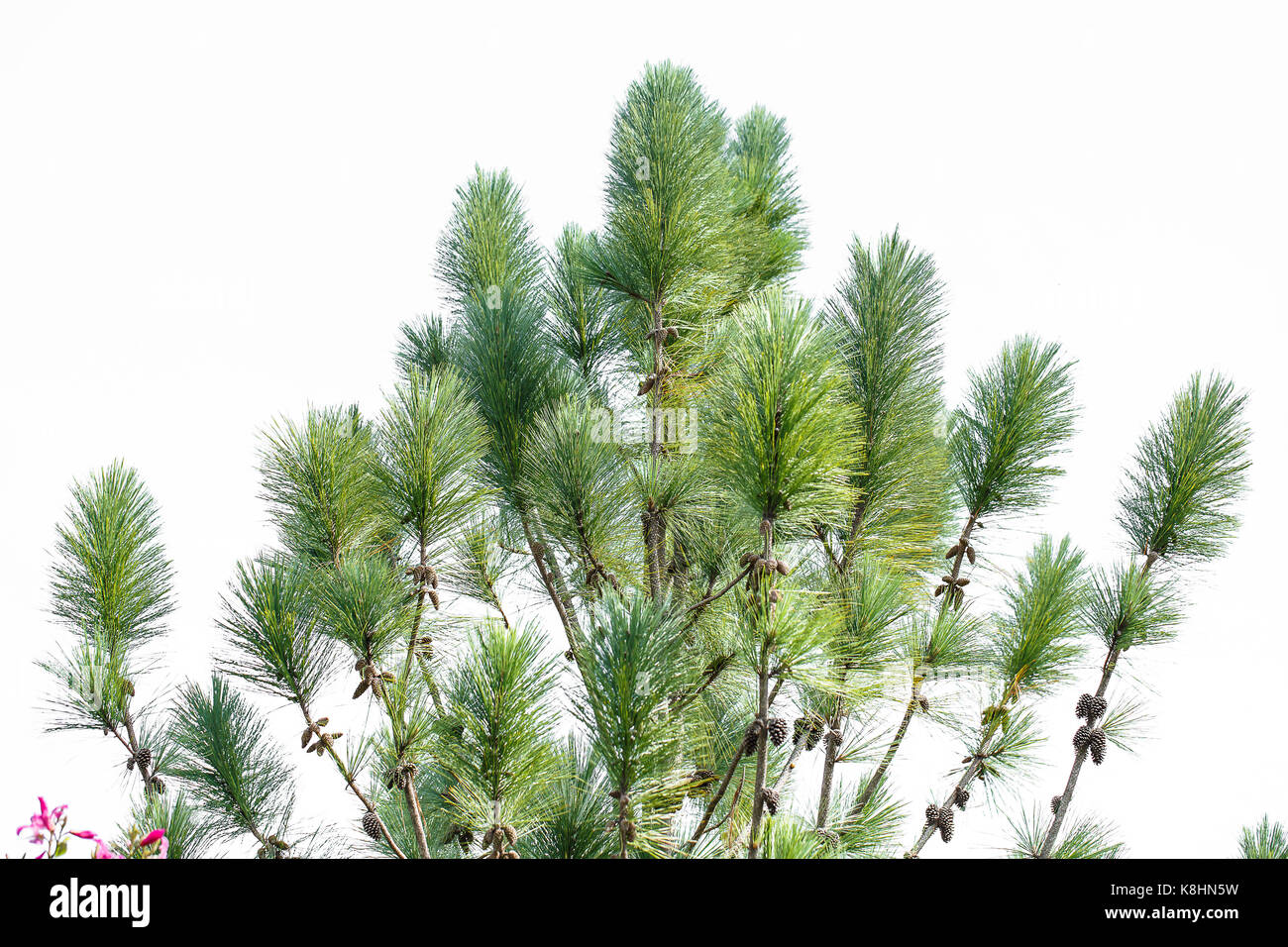 Pine leaves with a white backdrop. Stock Photo