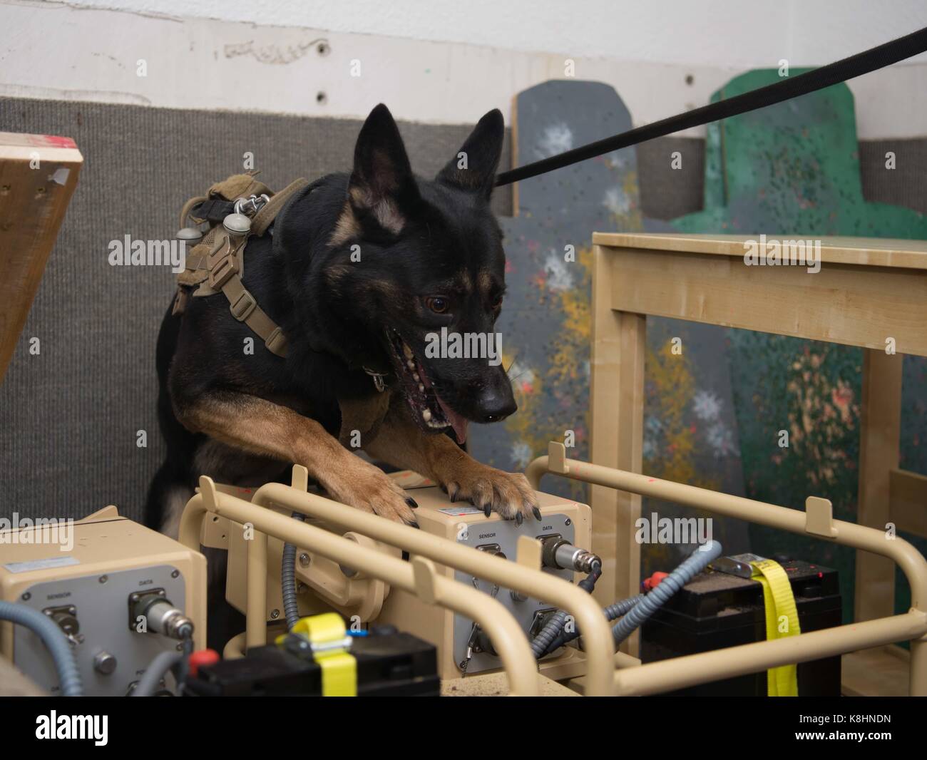 Military Working Dog Stock Photo - Alamy