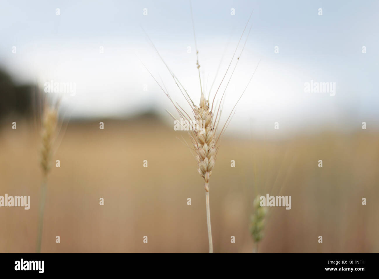 Close-up of wheat crops at farm Stock Photo