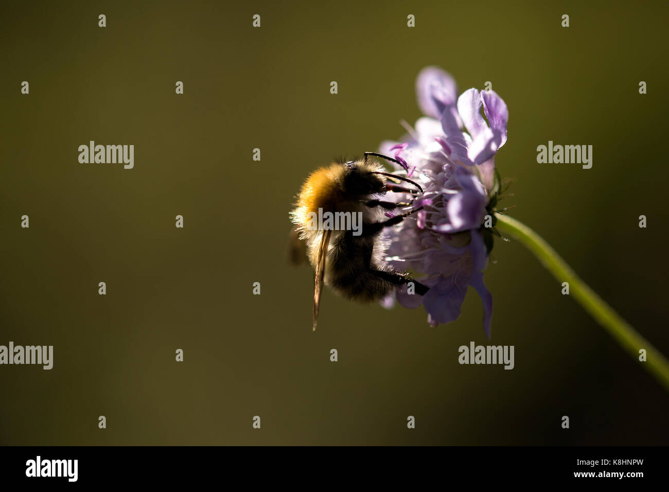 Extreme close up bee on hi-res stock photography and images - Alamy