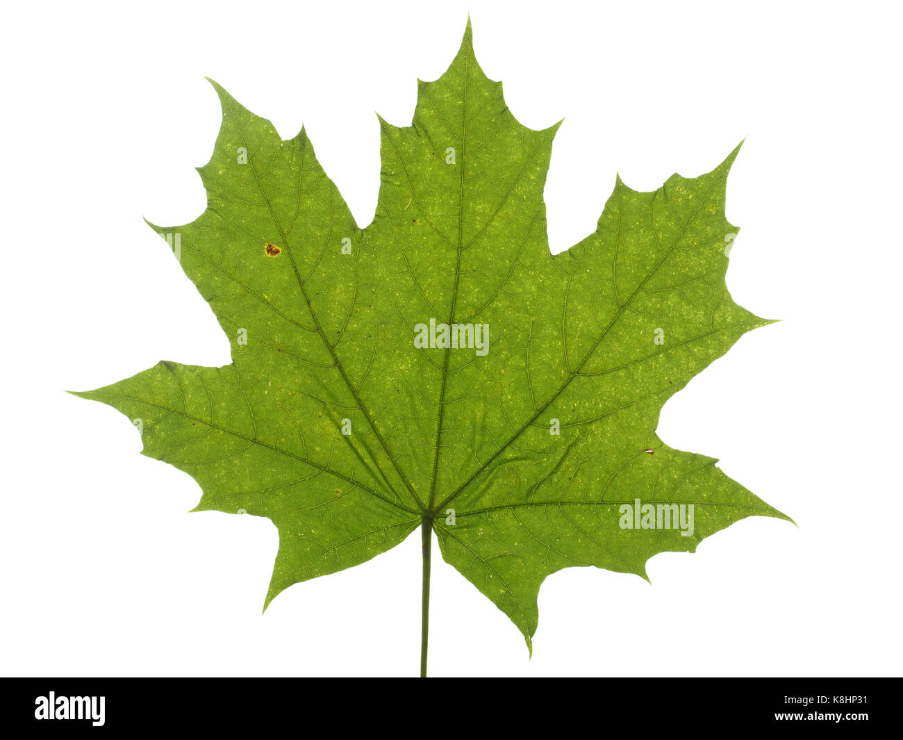 Green leaf of a maple tree isolated on white background Stock Photo - Alamy