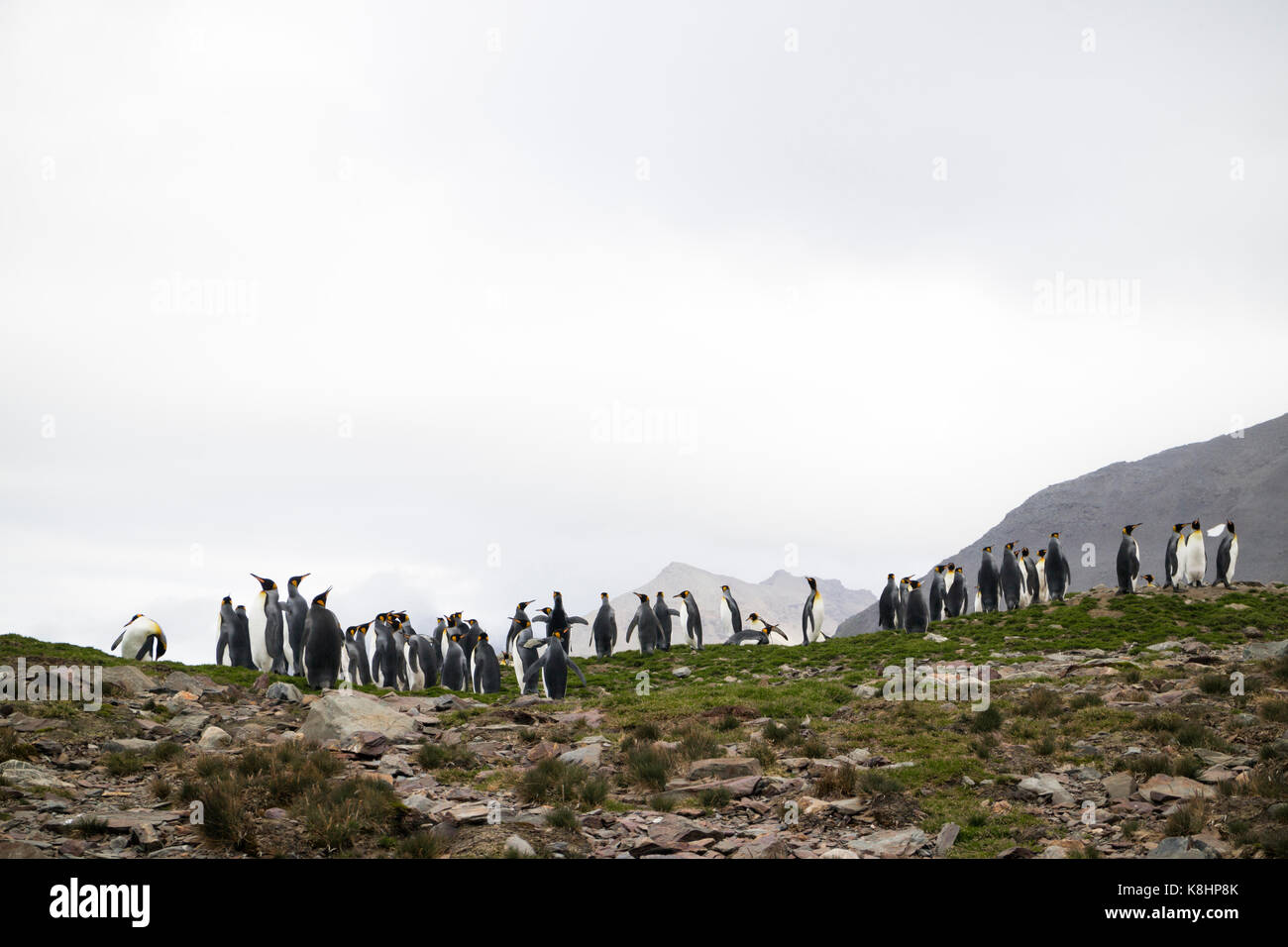 Colony of king penguins on mountains against clear sky Stock Photo