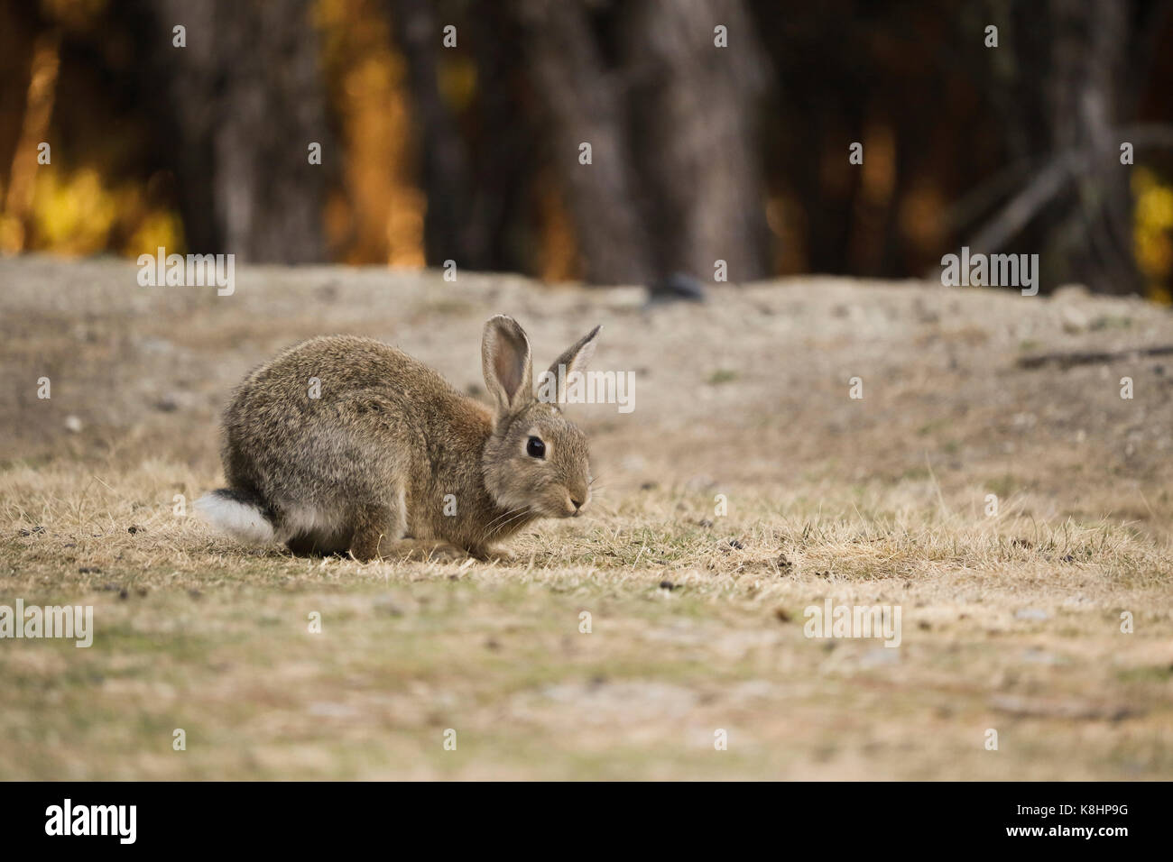 Side view of rabbit on field Stock Photo - Alamy