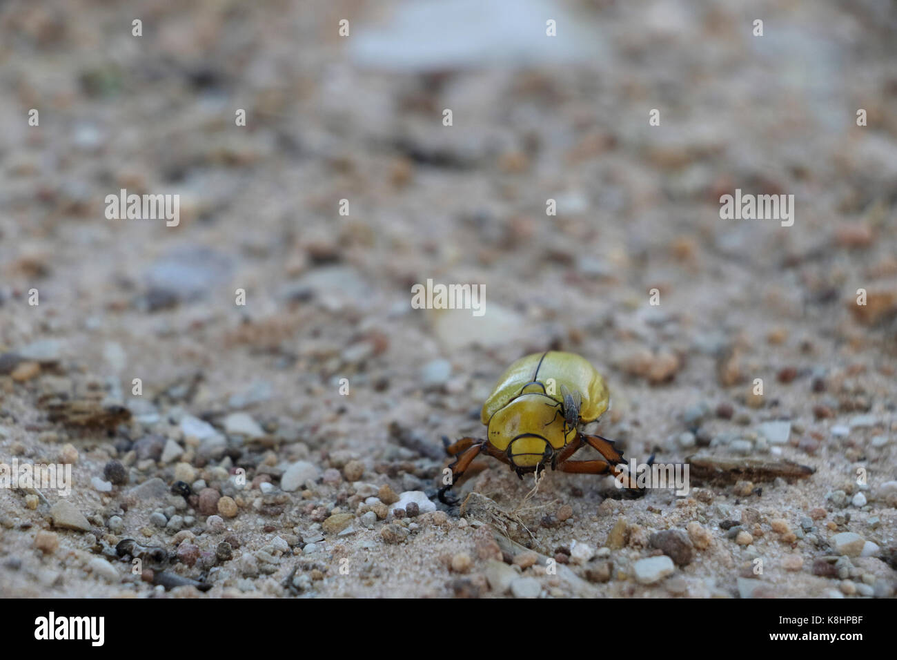Utah Insecys Insects Of Utah Stock Photos & Insects Of Utah Stock Images - Alamy