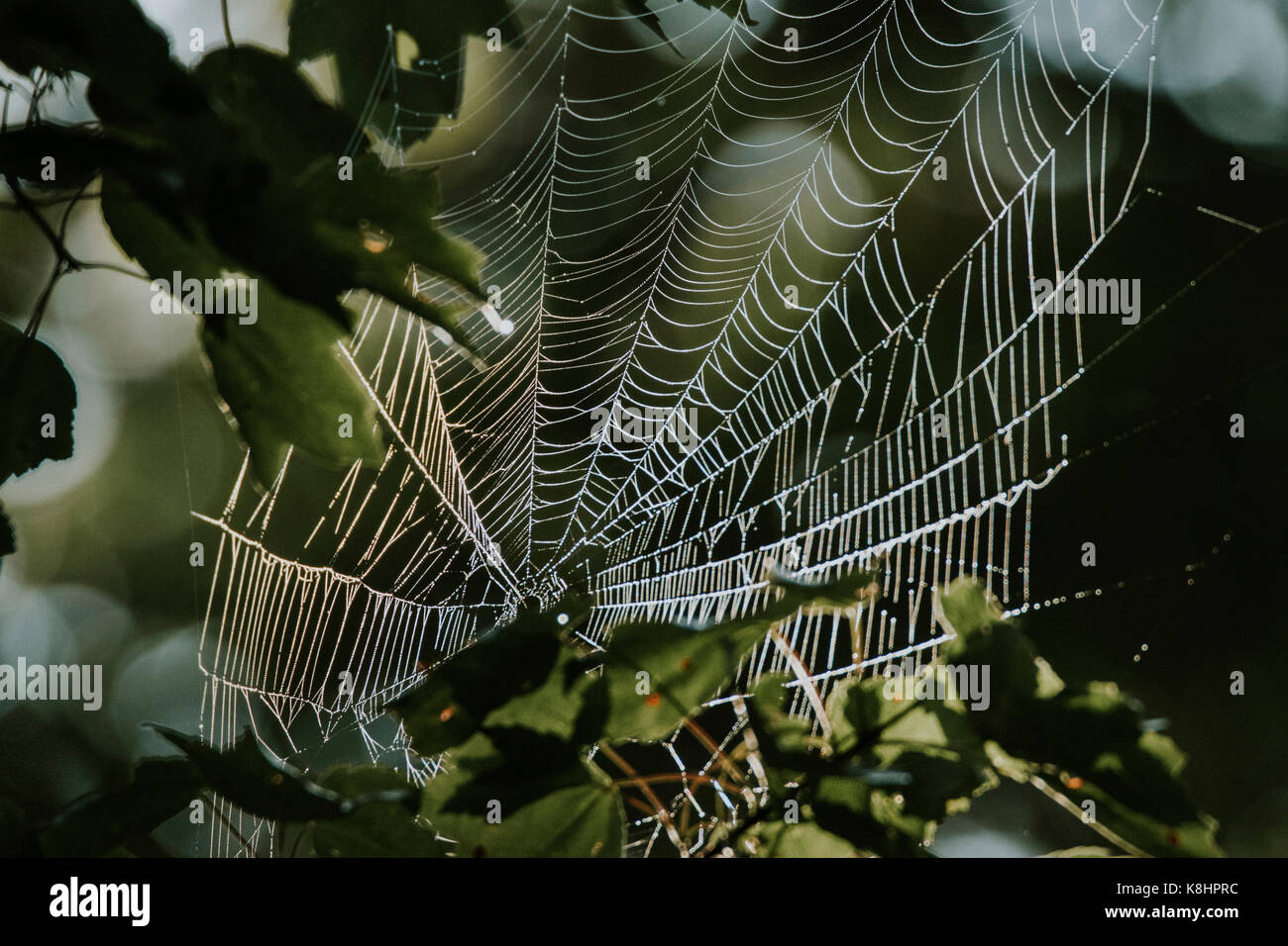 Close-up of spider web on tree in forest Stock Photo