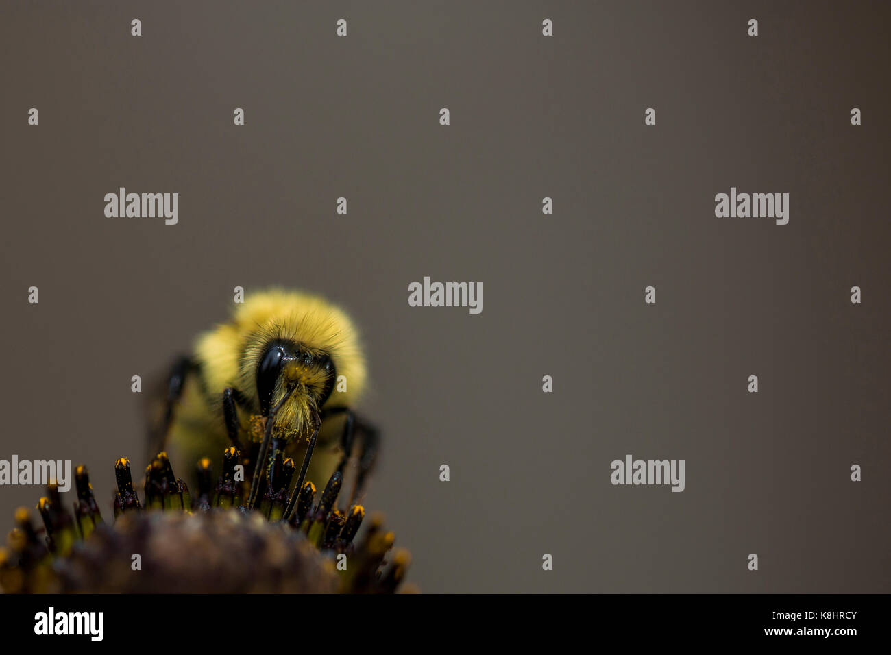 Extreme close up bee hi-res stock photography and images - Alamy