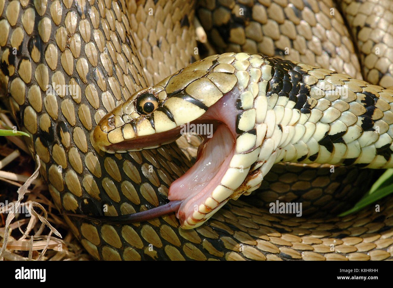 Grass Snake (Natrix Natrix) Faking Death Stock Photo