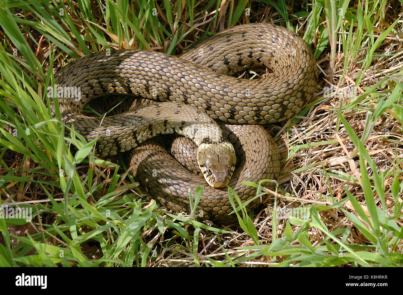 Grass Snake (Natrix Natrix) Stock Photo