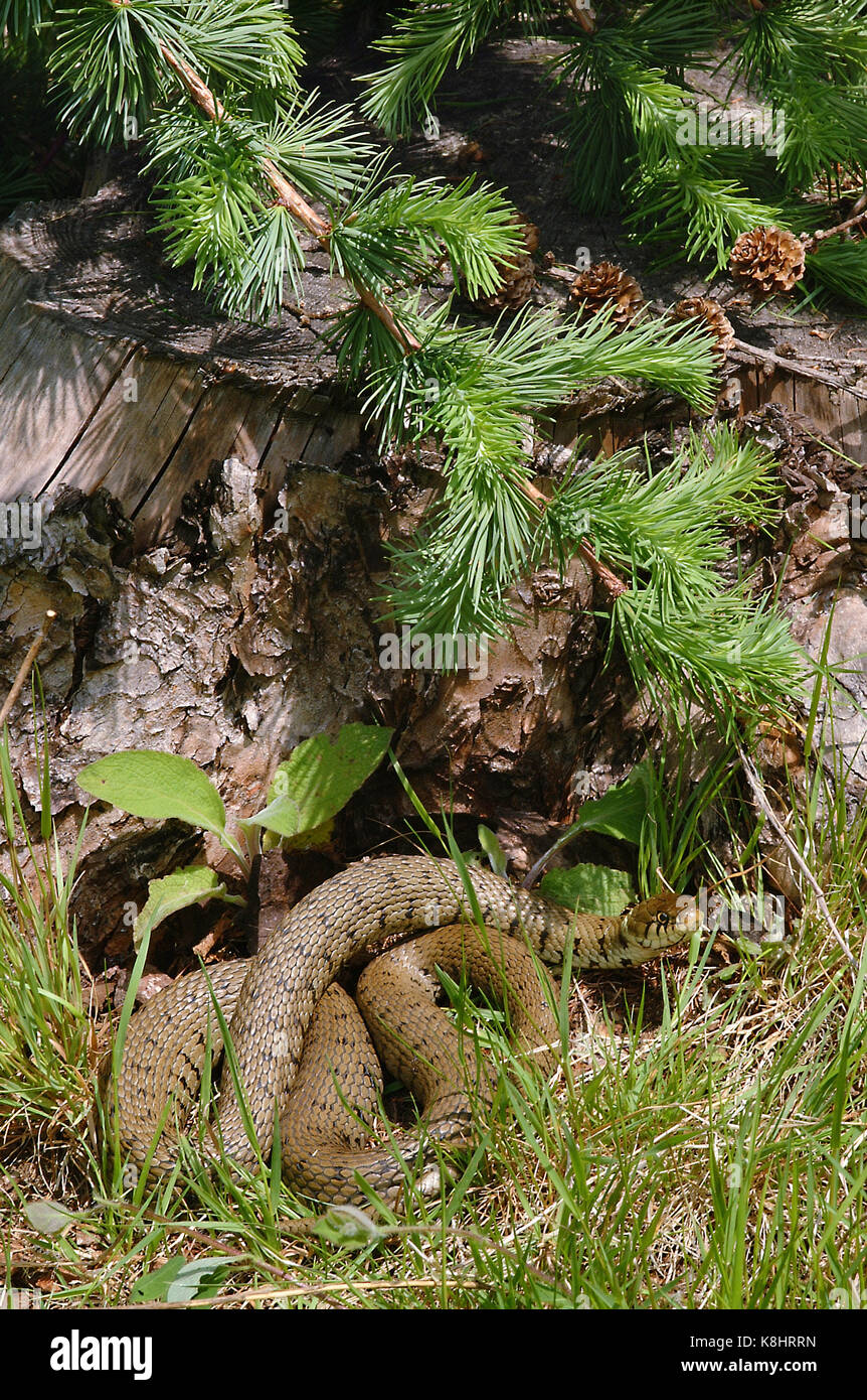 Grass Snake (Natrix Natrix) Stock Photo