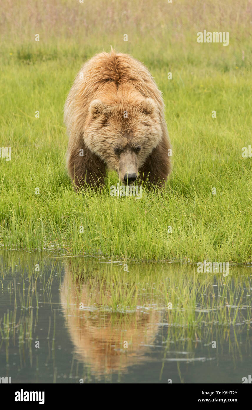 Alaska Brown Bear, Ursus Arctos, Katmai National Park, Alaska, summer. Stock Photo