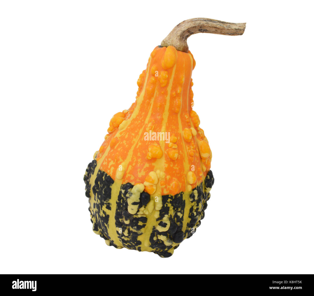 Pear-shaped orange and green ornamental gourd with large warty lumps and bold stripes, isolated on a white background Stock Photo