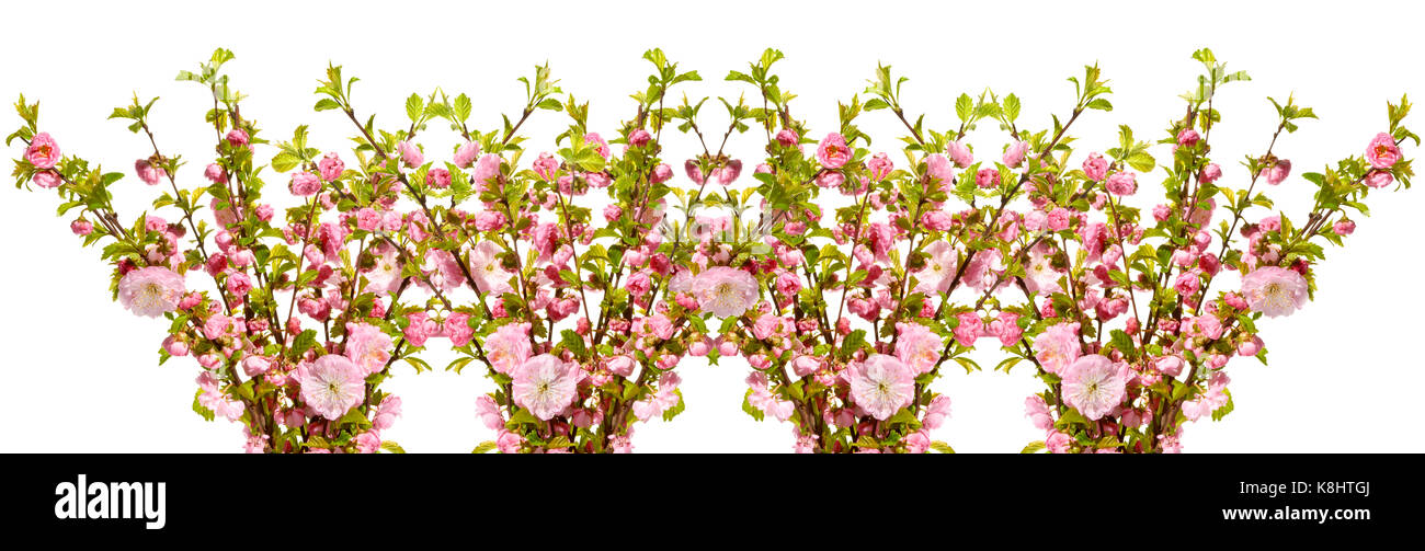 Bouquet of almond twigs with pink flowers. Stock Photo