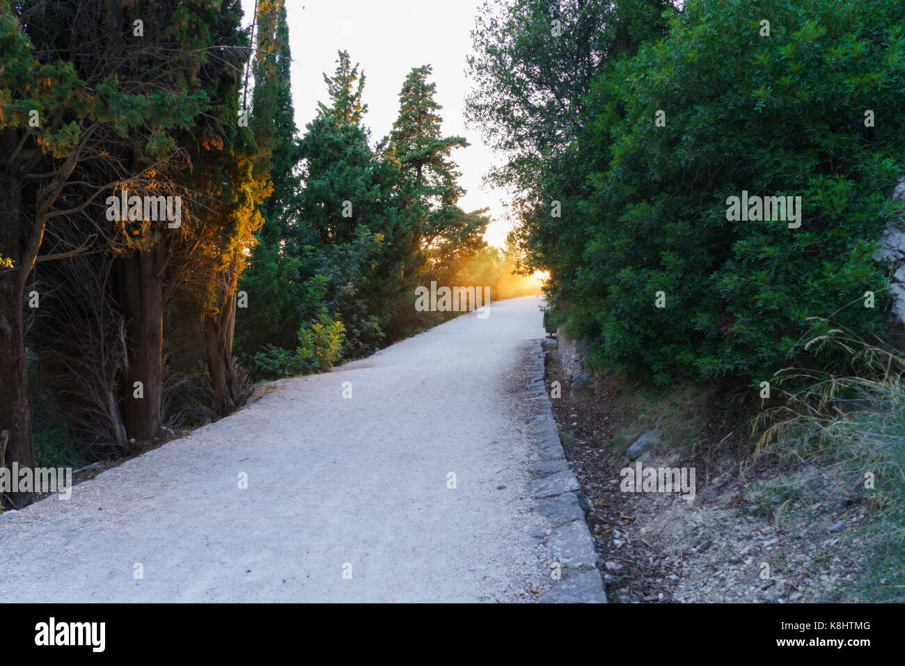 Trees and empty footpath hi-res stock photography and images - Alamy