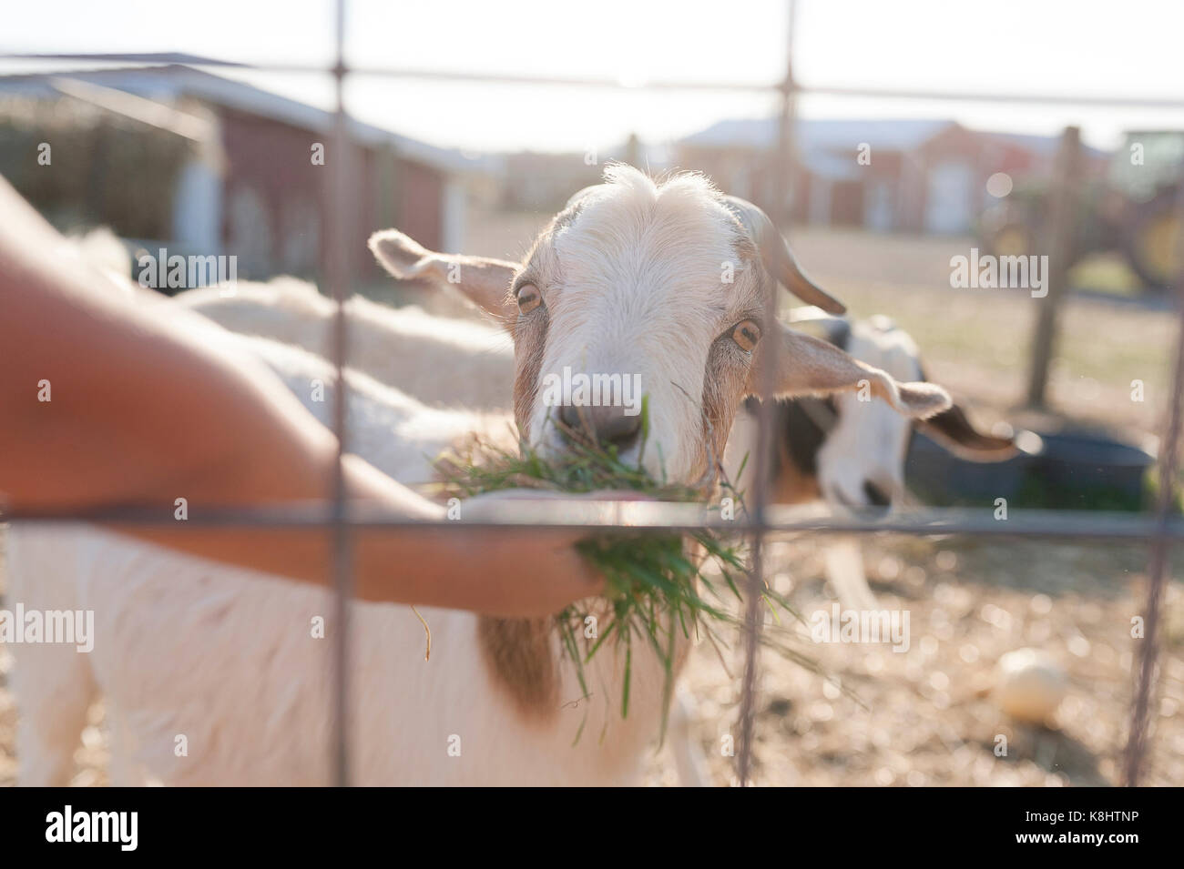 Cropped hand of boy feeding grass to kid goat through fence at farm Stock Photo