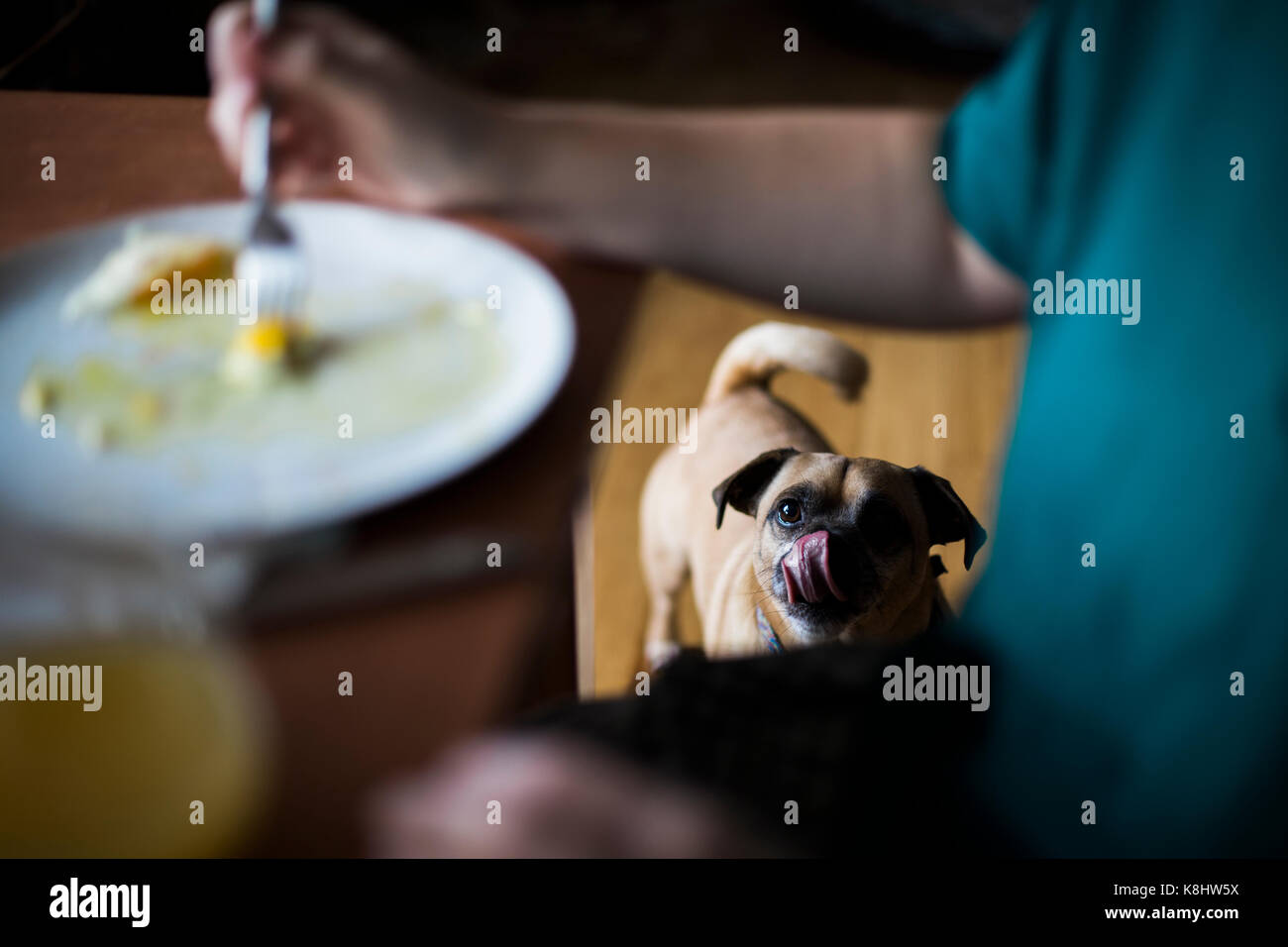 High angle view of pug looking at woman having food at home Stock Photo