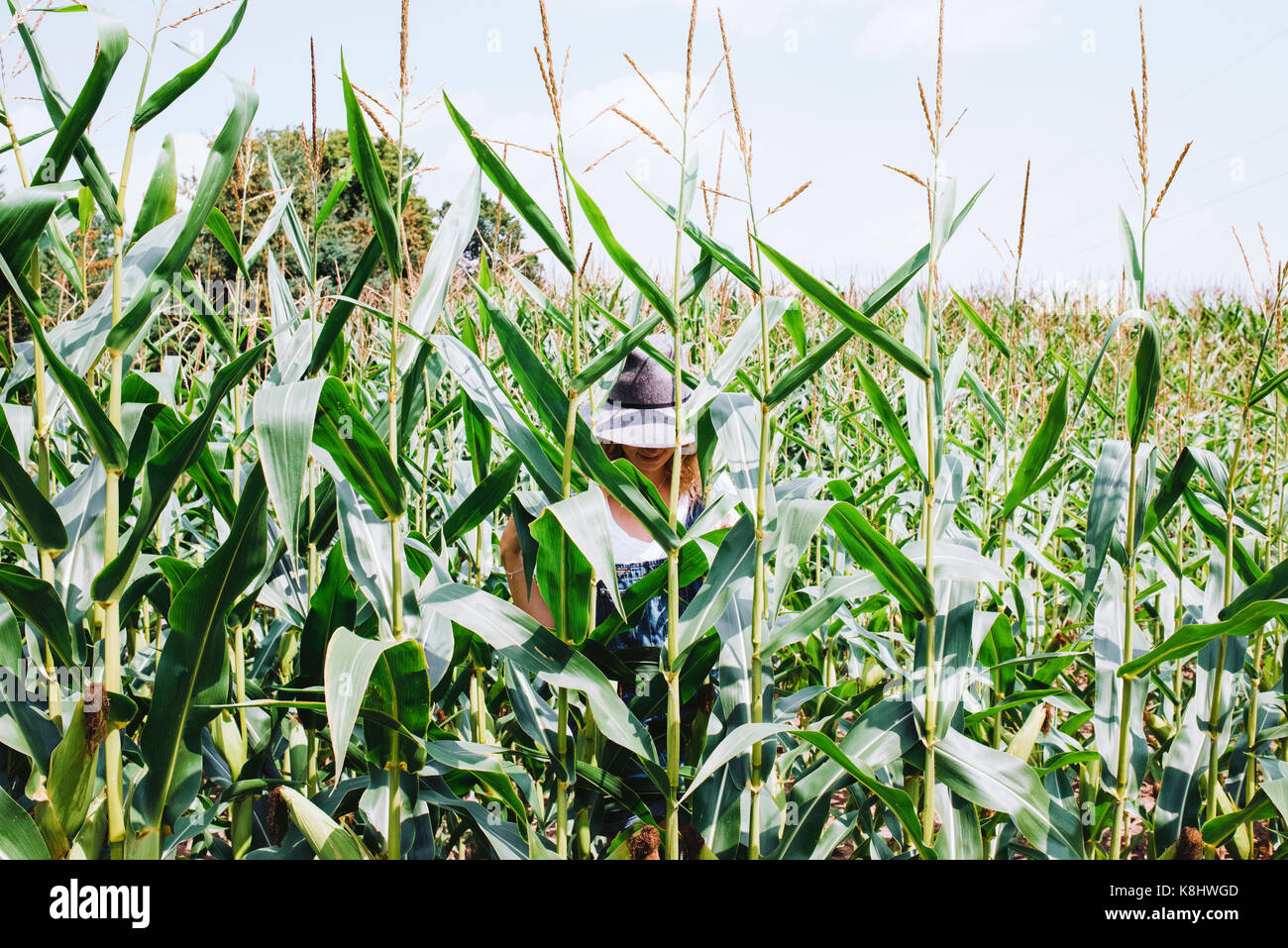 Woman wearing hat standing behind plants in cornfield against sky Stock Photo