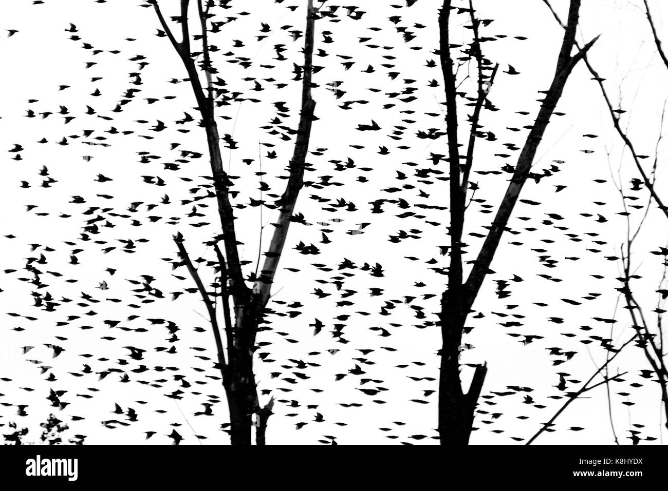 Flock of flying birds Stock Photo