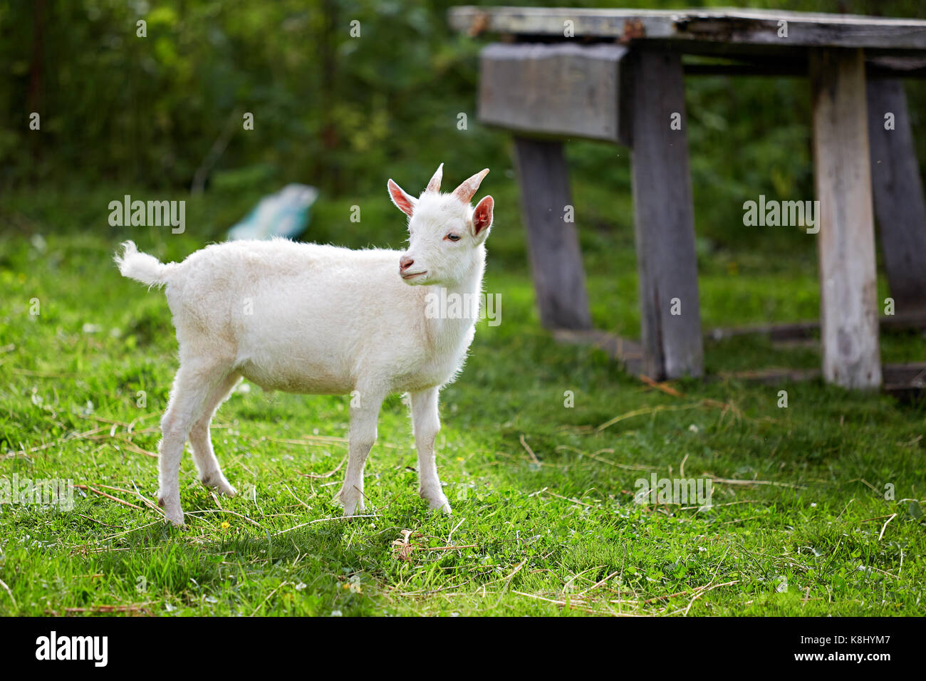 Козленок на английском. Маленькая козочка little Goat. Белый козленок. Белая коза. Маленькая белая коза.