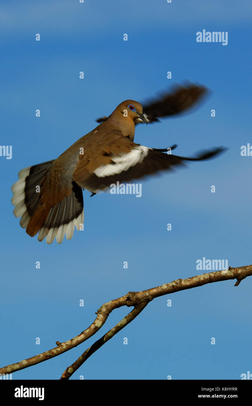 Whitewing doves flying in and landing on tree branches in Texas Stock