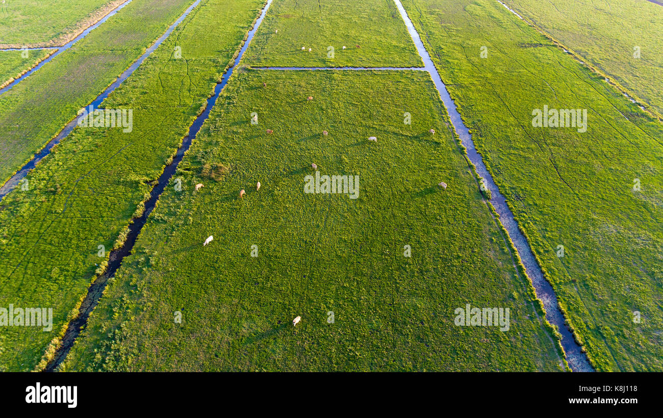 An aerial shot of cows grazing in a field Stock Photo