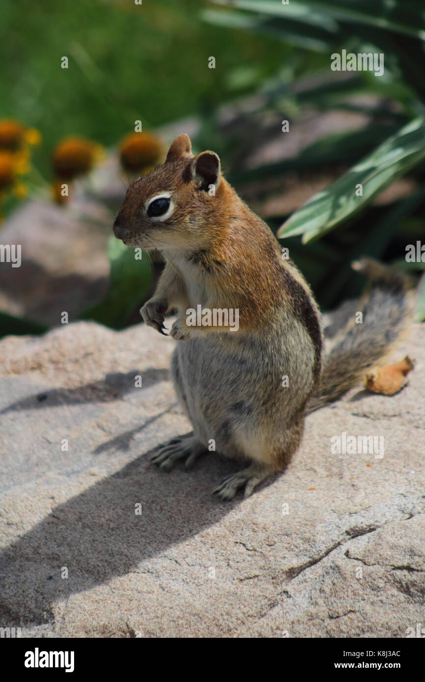 Golden-mantled Ground Squirrel sitting up on a rock in colorado rocky mountains during a warm summer day august 12th 2017 Stock Photo