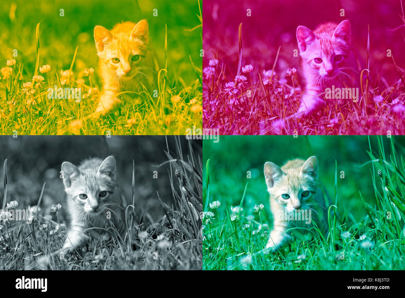 Baby common cat collage. Stock Photo
