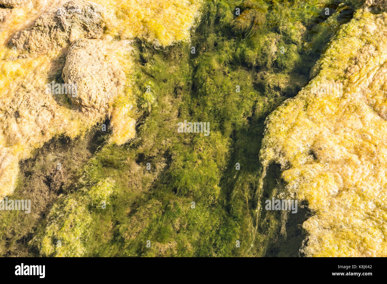 Stream bed of a small polluted river undegoing eutrophication, covered by an overgrowth of algae Stock Photo