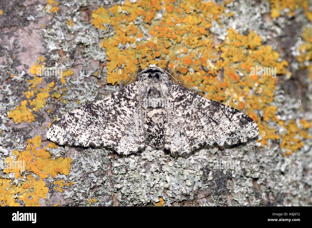Peppered Moth Biston betularia camouflaged on a lichen covered tree Stock Photo