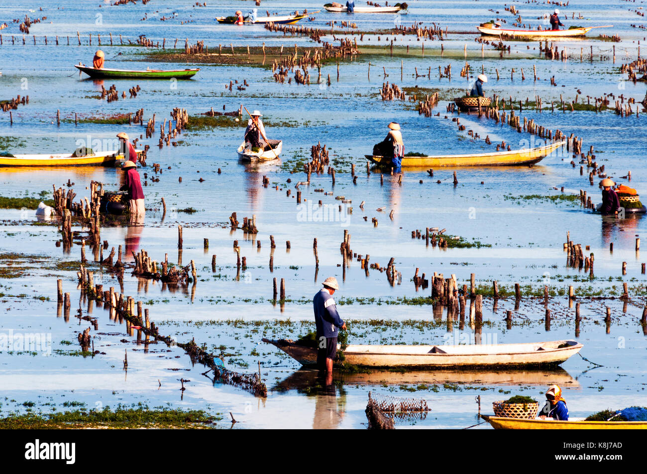 Indonesia. Bali. Nusa Lembongan island. The people of the island have specialized in the cultivation of algae. Farmer harvesting algae Stock Photo