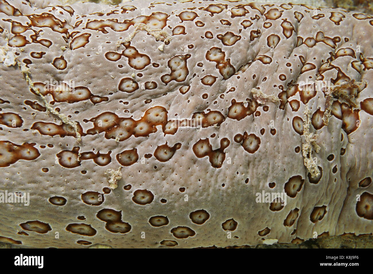 Underwater marine life close up of leopard sea cucumber skin, Bohadschia argus, Pacific ocean, French polynesia Stock Photo