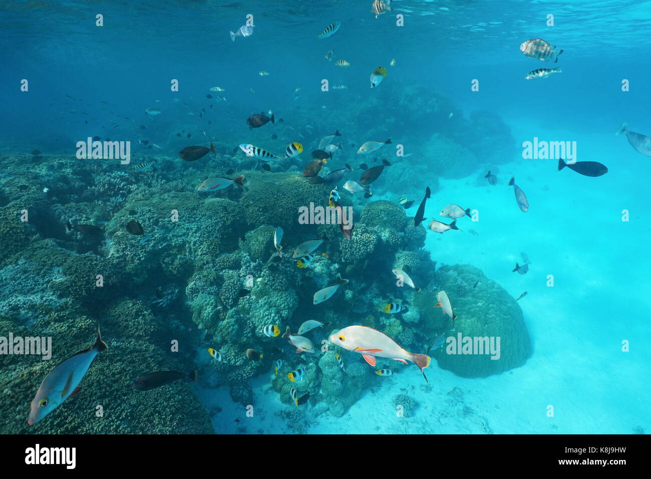 French Polynesia a shoal of tropical fishes with corals underwater in the lagoon of Rangiroa, Tuamotus, Pacific ocean Stock Photo