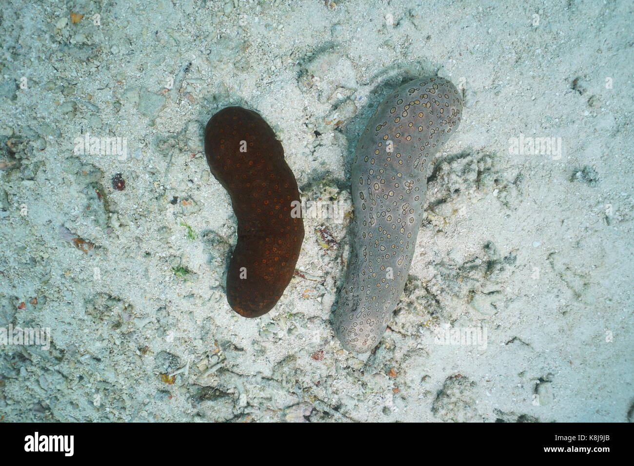 Two leopard sea cucumbers, Bohadschia argus, with different colors, underwater seen from above, Pacific ocean, French polynesia Stock Photo