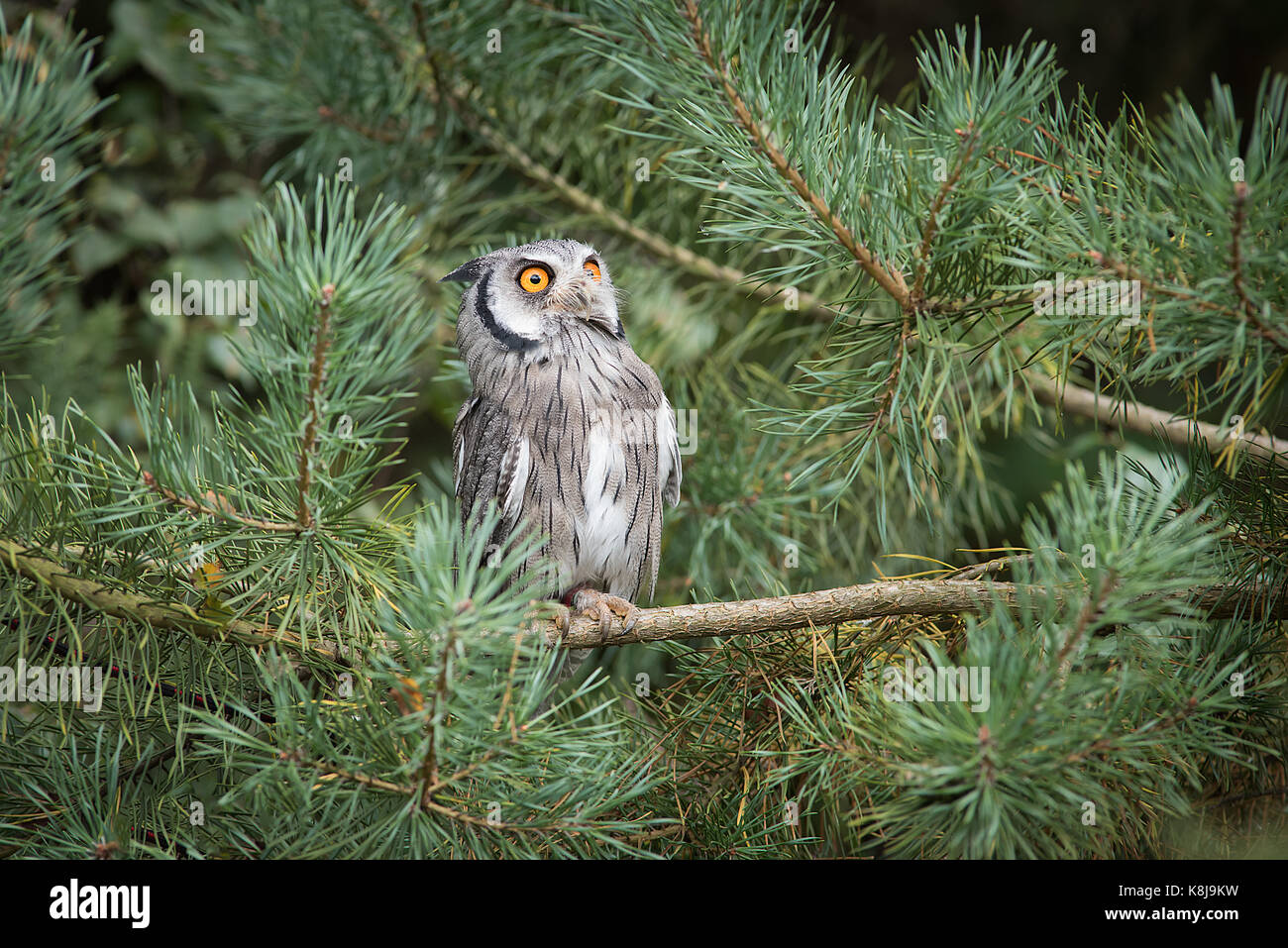 White faced scops owl perched in a pine tree and looking intensely up to the sky Stock Photo