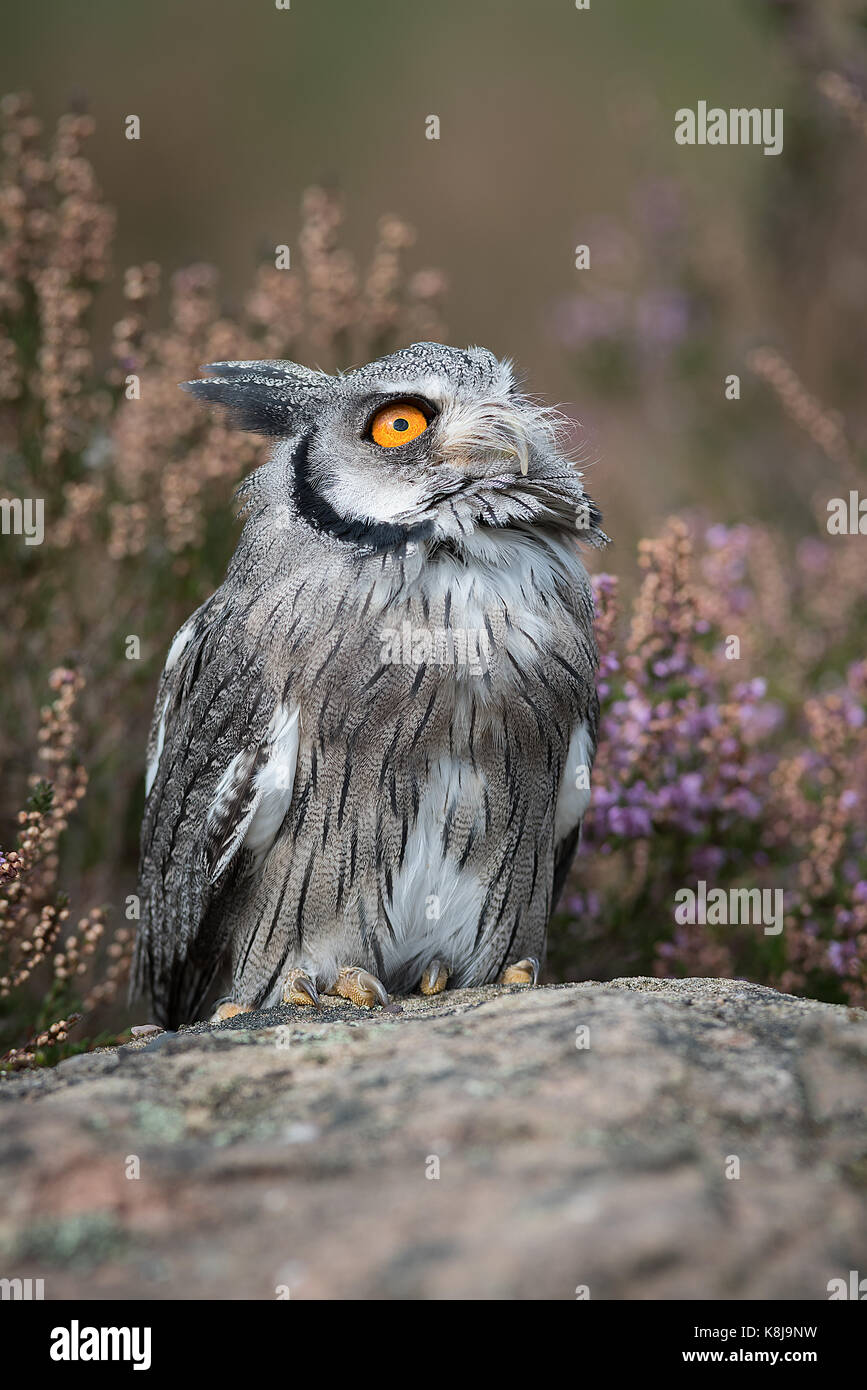 A close up full length portrait of a white faced scops owl standing on a rock and looking to the sky in upright format Stock Photo