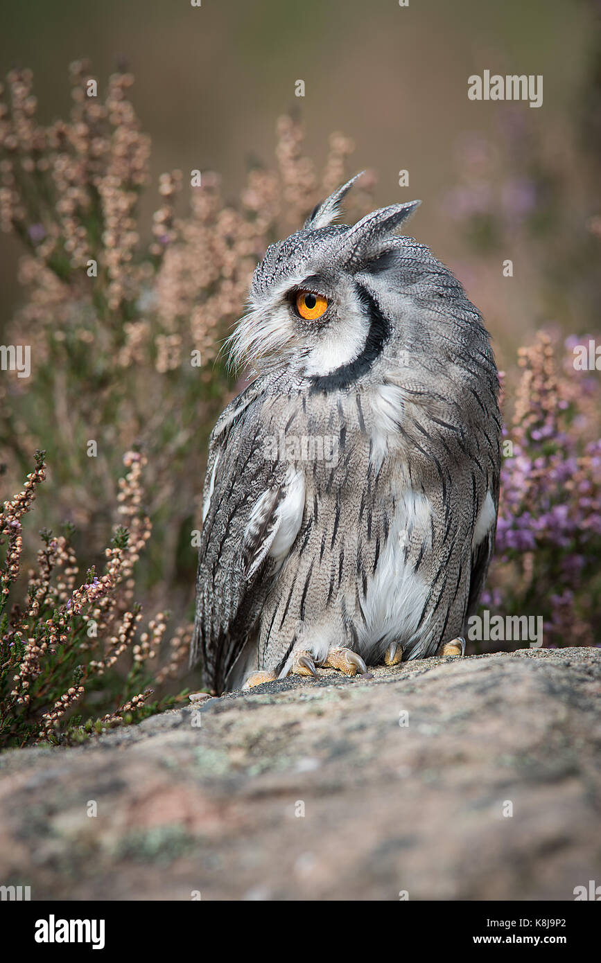 A close up full length portrait of a white faced scops owl standing on a rock and looking to the left in upright format Stock Photo