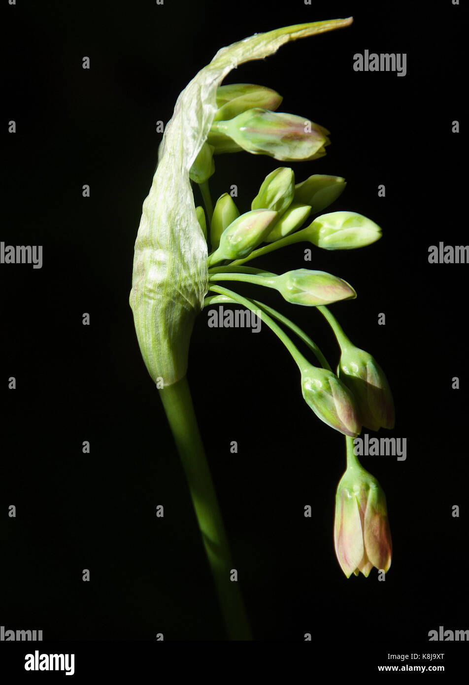 Nectaroscordum siculum   Emerging buds of Sicilian honey garlic Stock Photo