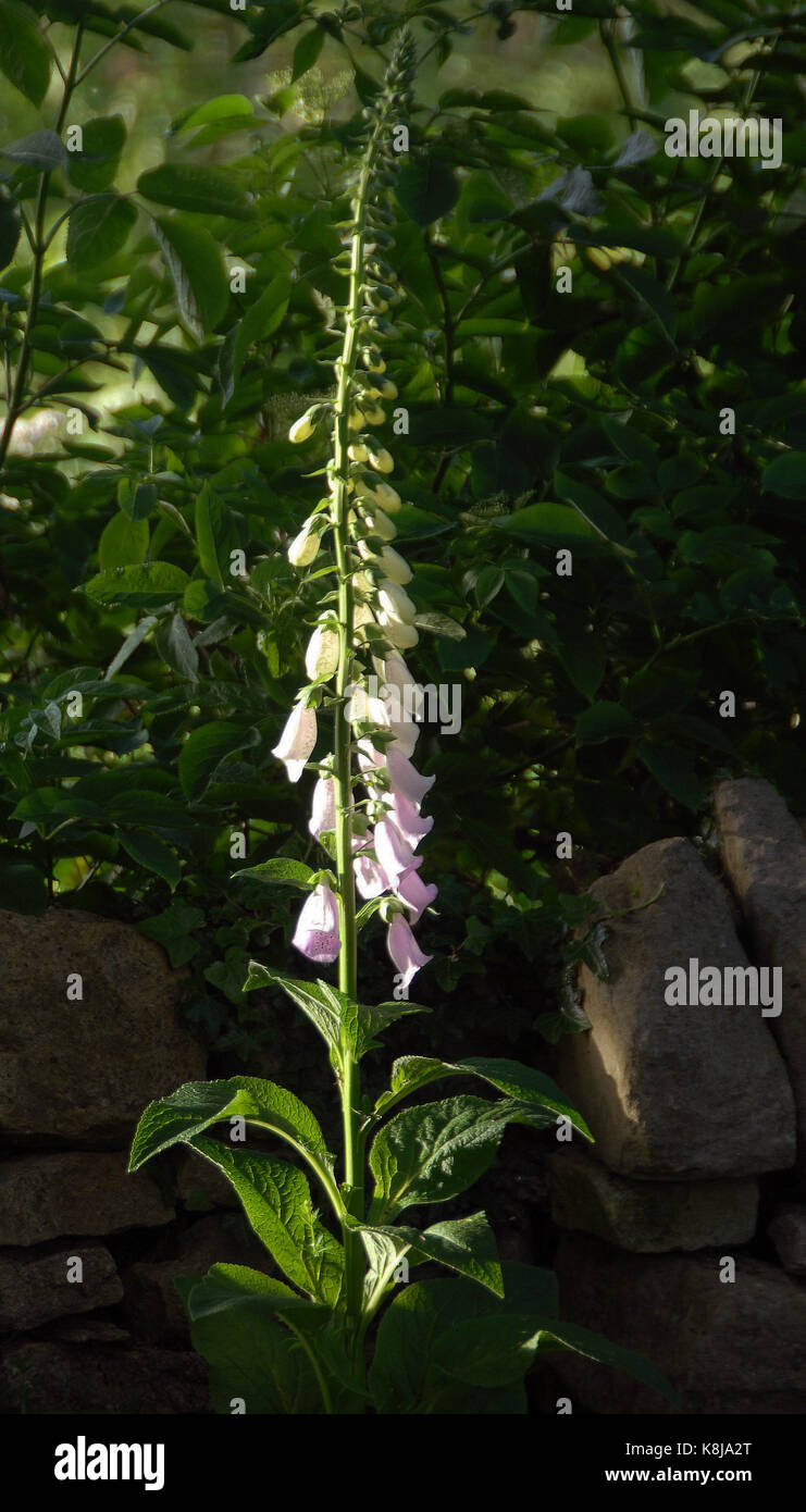 A foxglove spire Stock Photo - Alamy