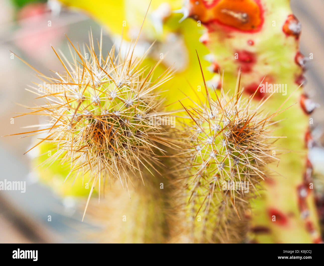 Micro photography of the cactus duo on the light-green and red background. Two cactus. Stock Photo